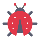 coccinelle