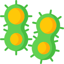 bakterien