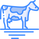 vache