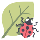 coccinella