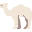 camello