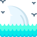 Shark