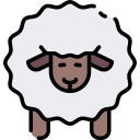 owce