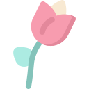 tulpe