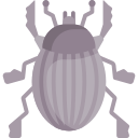 Beetle