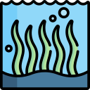alga marina