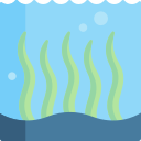 algas marinhas