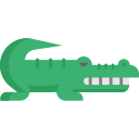 alligatore
