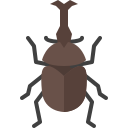 scarabée rhinocéros