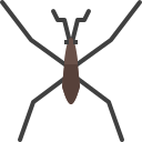 water insect