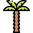 Coconut tree