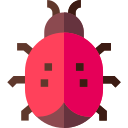 coccinelle