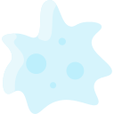 Amoeba