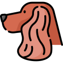 Cocker spaniel