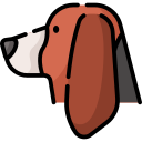 basset hound