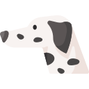 dalmatiër