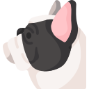 französische bulldogge