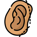 Ear