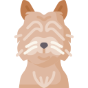 cairn terrier