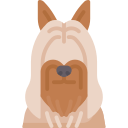 Silky terrier
