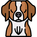 cane bretone