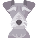 terrier bohemio