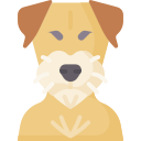 border terrier