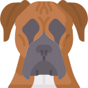 Boxer