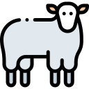 schaap