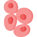 rote blutkörperchen