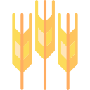 Wheat