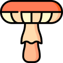 champignon