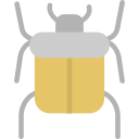 insect