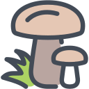 champignons