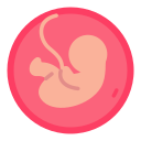 fœtus