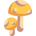 paddestoelen