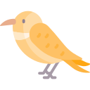 oiseau