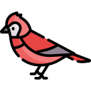 cardenal