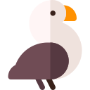 Мускусная утка