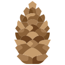 Pine cone