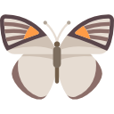 schmetterling