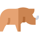 rhinocéros