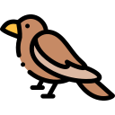 oiseau