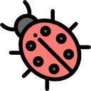 coccinella