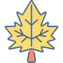 Maple leaf