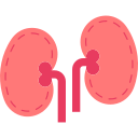 Kidney