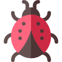 coccinella