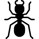 Ant