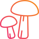 paddestoelen