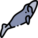wieloryb dziobowy